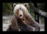 Почина Йоги - най-старата мечка в Румъния