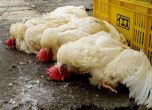 БАБХ обяви огнище на птичи грип в село Драганово