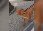 Жестокост към животно: Мъж от Русе обезобрази кучето си