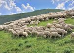 Европрокуратурата даде на съд овцевъд от Вършец