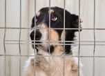 Започна ремонт в клиниката на Екоравновесие, над 1 млн. лева повече за кучетата
