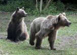 Поредно нападение от мечка в Словакия, събират извънредно местния парламент