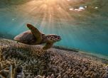 Големият бариерен риф в Австралия все повече избелява