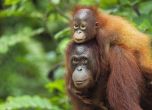 Учени: Див орангутан използва растение, за да лекува раната си