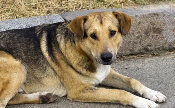 В Турция спорят как да се справят с бездомните кучета