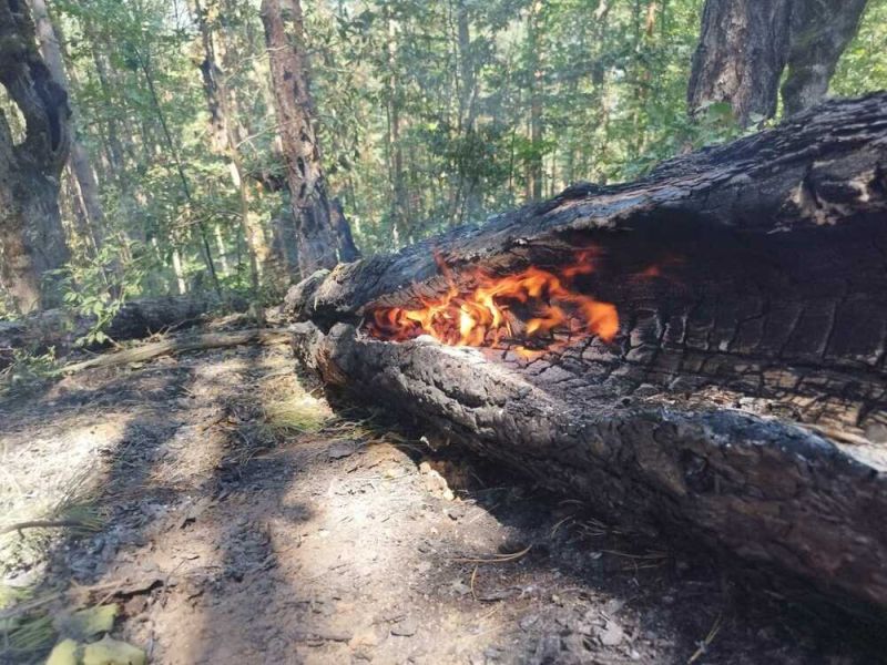 Горски пожар