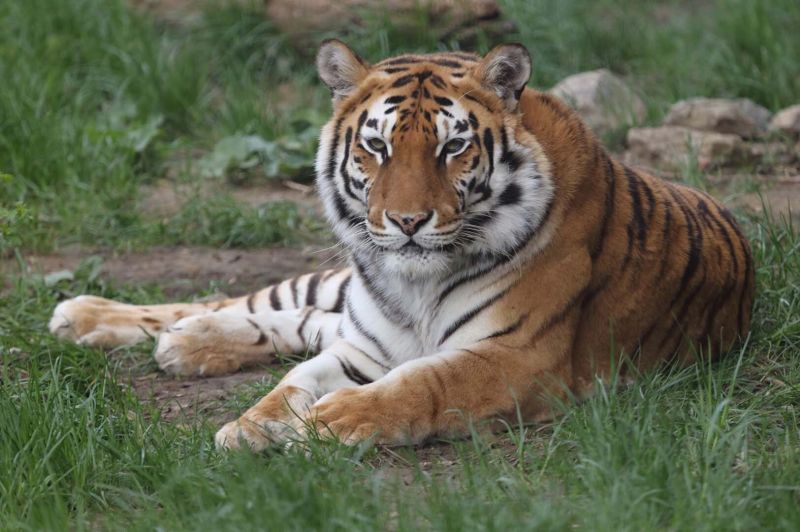 Тигър в Софийския зоопарк