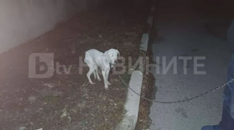 They found the dog of the missing boy from Konare — OFFNews