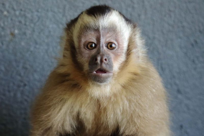 Столичен зоопарк