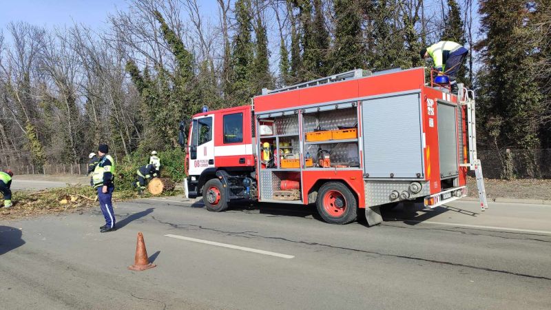 Паднало дърво до Врана