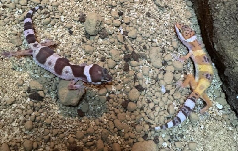 Влечугите и паяците са предадени в специализиран терариум