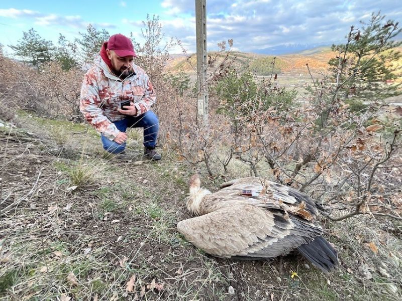 Четири белоглави лешояда са намерени отровени (два мъртви и два са реанимирани) на територията на Община Благоевград, село Мощанец. 