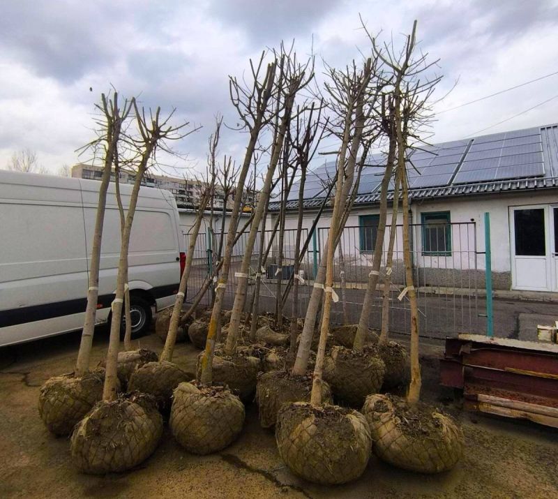 Приоритетно се засаждат липа, ясен, конски кестен, явор и дъб 