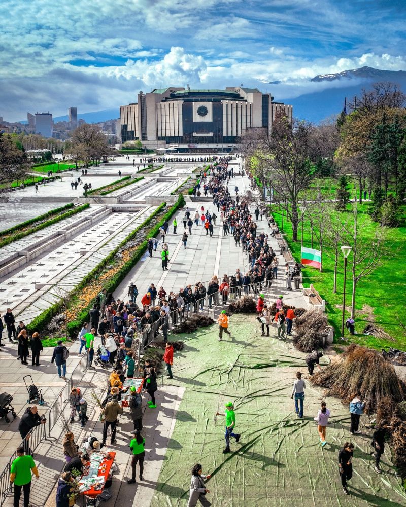Опашката за фиданки пред НДК