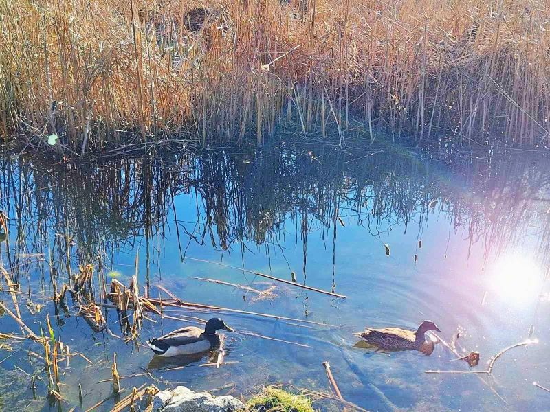  За езерата в Южния парк ще се осигури допълнително водозахранване 