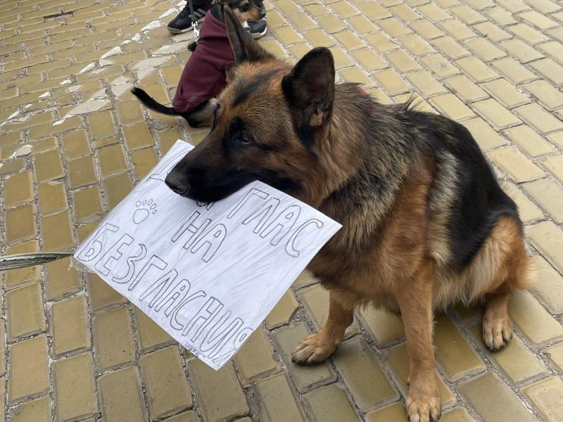 В защита на животните