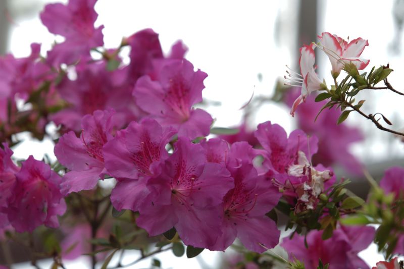 Пролетни цветя