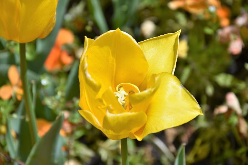 Пролетни цветя