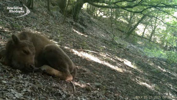 Малко зубърче.