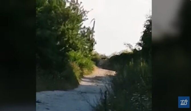 Животното в Шуменското плато.