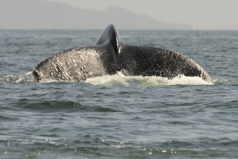 Илюстративна снимка на опашка на кит