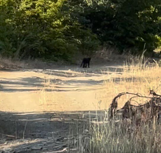 Нова версия за пантерата: Трима мъже я снимали преди 2 години край бургаско село (видео)