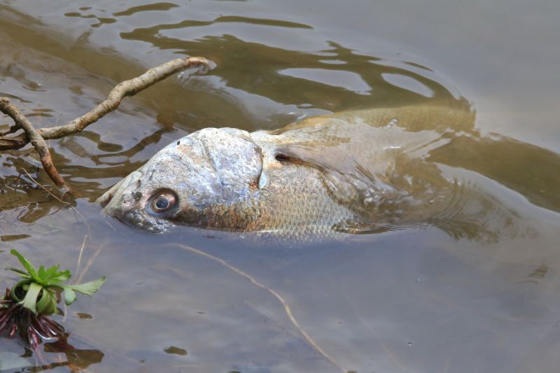 Мъртва риба