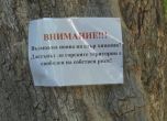 Черен леопард