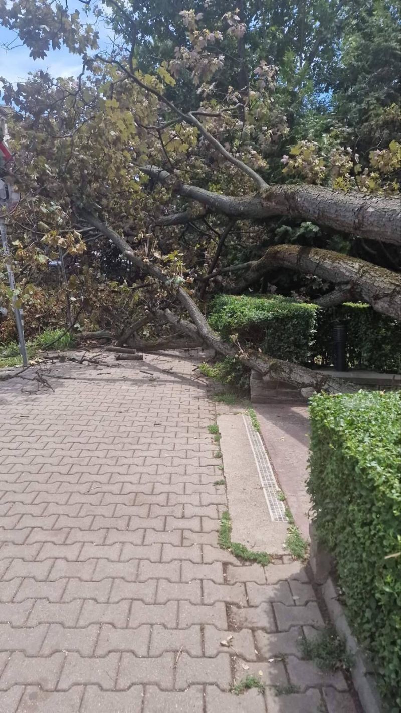 Паднало дърво