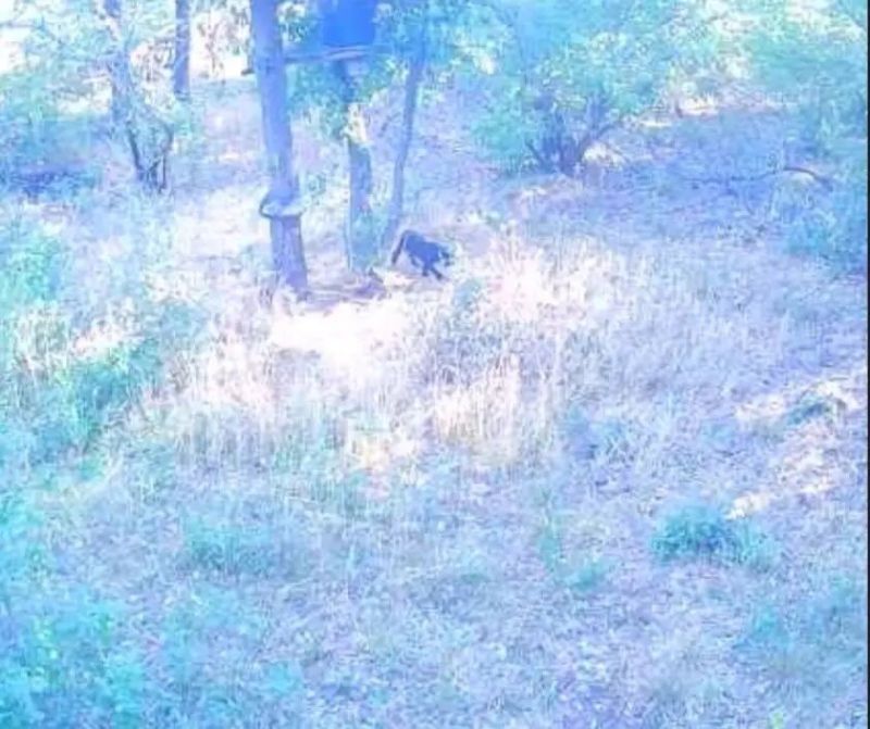 Камерите заснели опасния хищник.