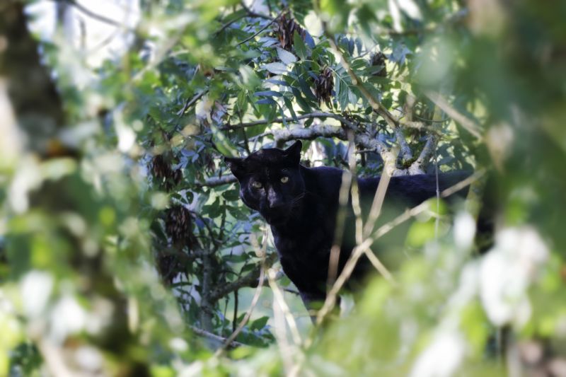 Черен леопард