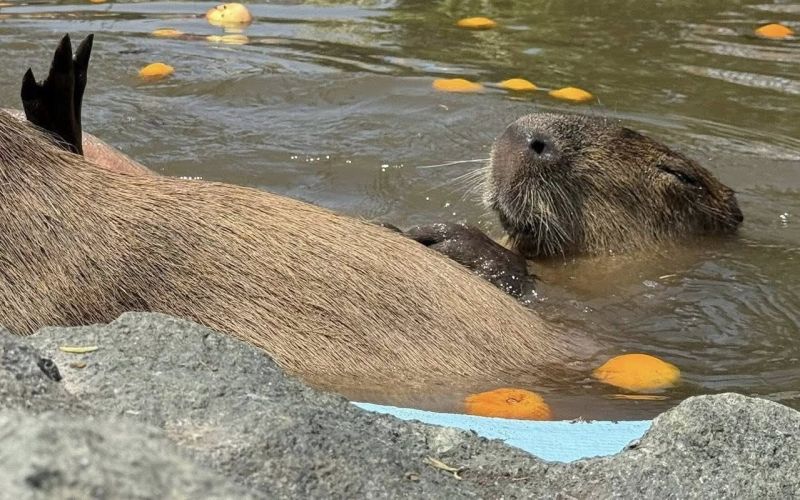 Жегите не плашат обитателите на зоопарка в Бургас.