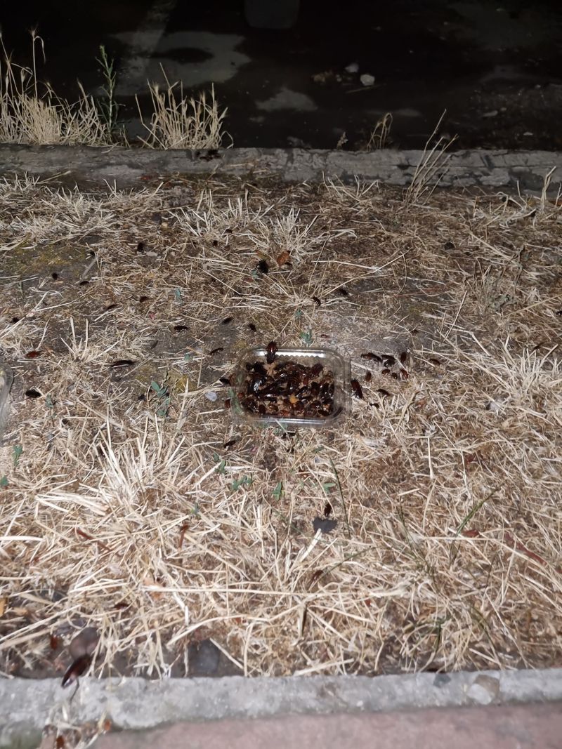 Огромно стадо хлебарки край кръстовището на бул. България и бул. Тодор Каблешков в София