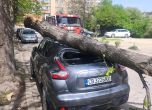 Дърво