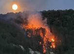 Огънят е пламнал в борова гора, на около километър след края на града