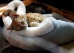 Малко коте