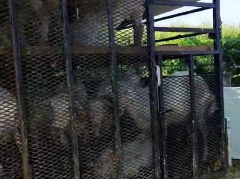 Животните в камиона