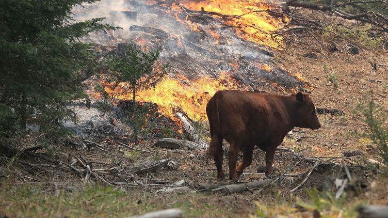 Отпускат помощи на стопани за загинали в пожарите животни