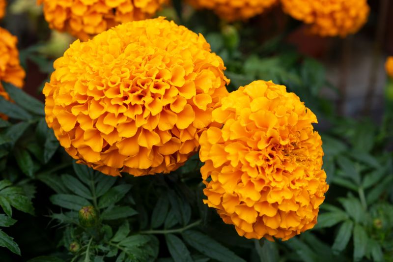 Билка турта