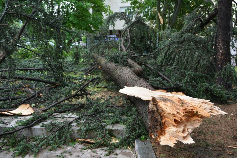 Изкоренено дърво