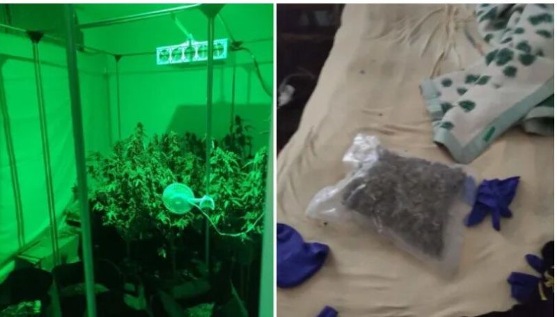 Хванаха сина на бившата шефка на спецпрокуратурата с 50 кг марихуана