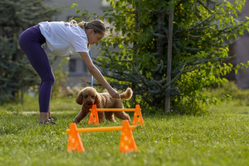 Над 380 кучета и техните стопани превзеха София в празничното бягане с Purina и „Нестле за Живей Активно!“