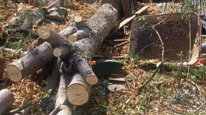 Сеч на дървета в Изгрев