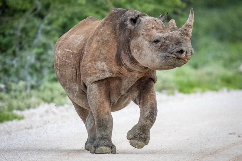 Черен носорог