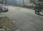 Мечка се разходи по улиците на доспатското село Бърщен