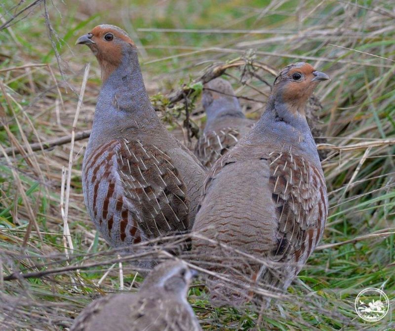 Сиви пъдпъдъци.