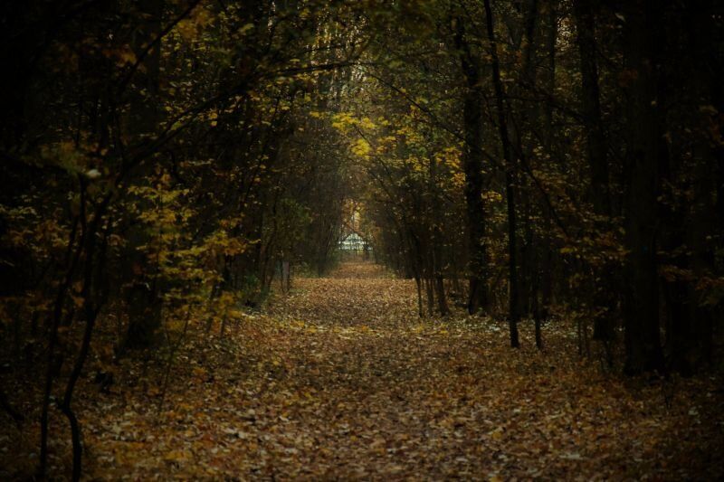Есен в парка.