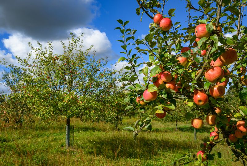 Ябълкова градина