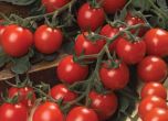 Чери домати