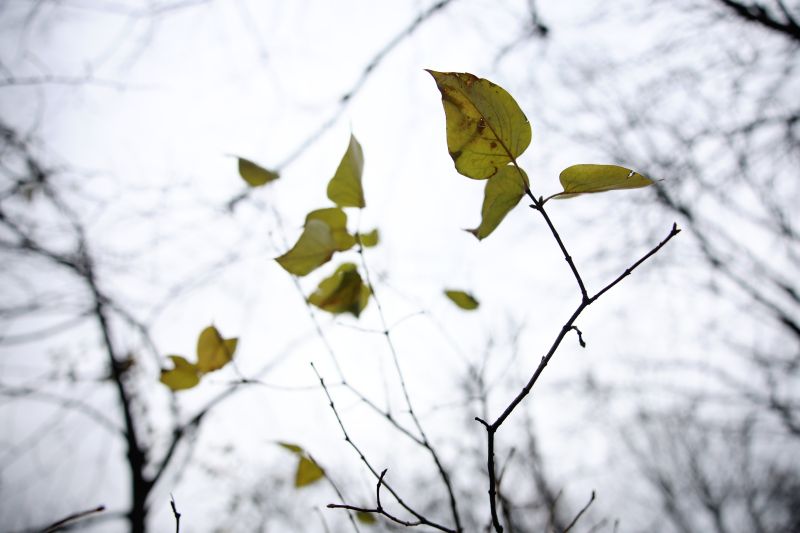 Падащи листа от клонка